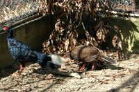 White-tail blue pheasants